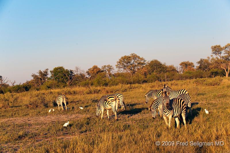 20090618_073524 D3 X1.jpg - Zebras, Selinda Spillway, Botswana